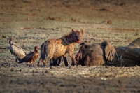 Hyena skvrnita - Crocuta crocuta - Spotted Hyena o6036